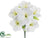 Amaryllis Bush - Cream White - Pack of 12