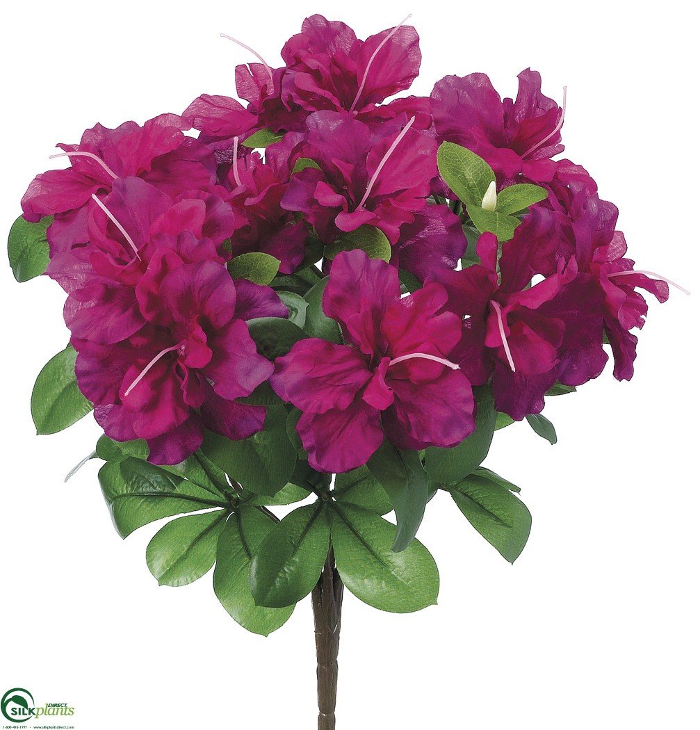 Outdoor Azalea Bush Cerise Pack of 12 (CEC522ABFS