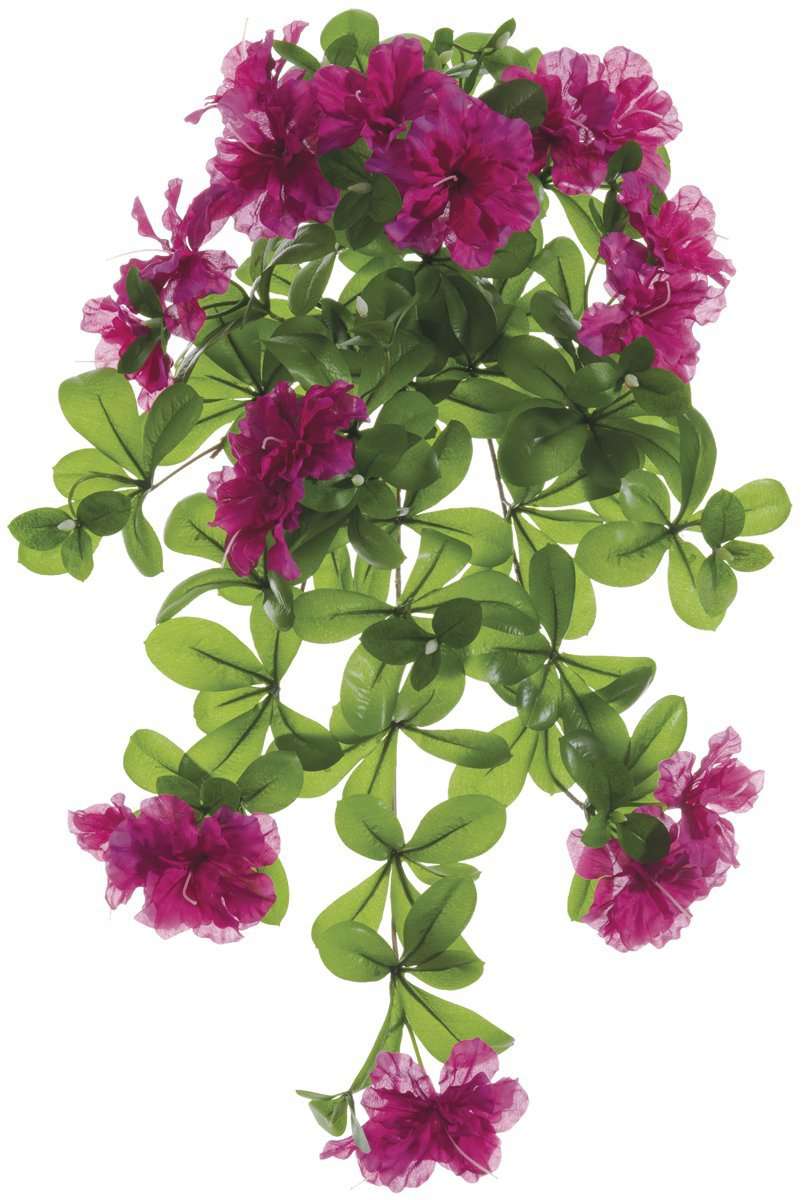 Outdoor Azalea Hanging Bush Beauty Pack of 6 (CTB822ABFS