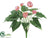 Anthurium Bush - Pink - Pack of 12