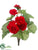 Begonia Bush - Red - Pack of 12