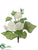 Begonia Bush - White - Pack of 12