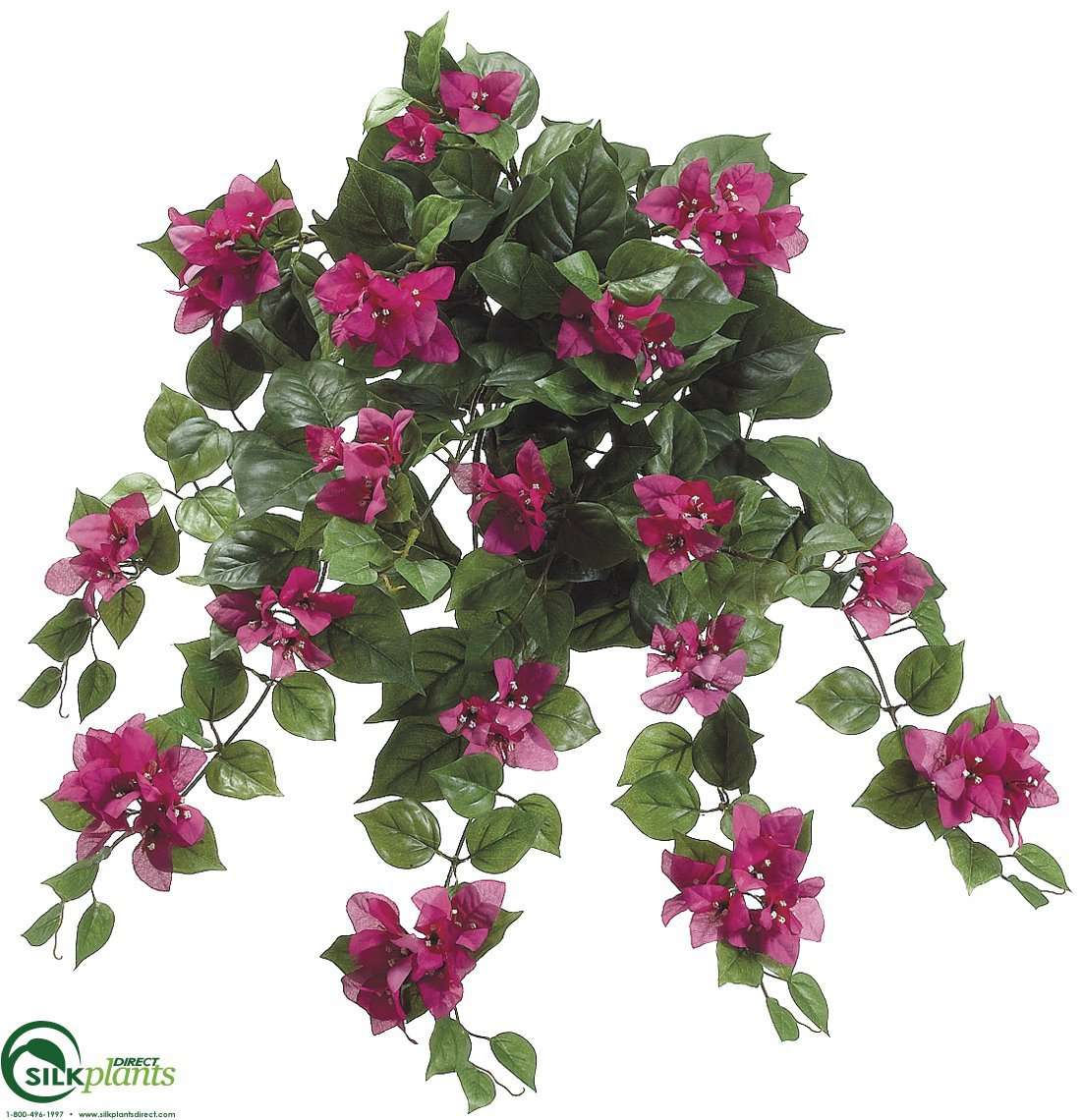 Bougainvillea Hanging Bush Orchid Pack of 12 (CCO458BBFS