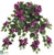 Bougainvillea Hanging Bush - Orchid - Pack of 12
