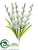 Gladiolus Bush - White - Pack of 12