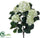 Hydrangea Bush - Green Cream - Pack of 6
