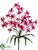 Cymbidium Orchid Bush - Beauty Cerise - Pack of 12