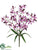 Cymbidium Orchid Bush - Orchid Purple - Pack of 12