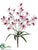 Cymbidium Orchid Bush - Pink Fuchsia - Pack of 12