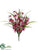 Cymbidium Orchid, Grass Bush - Beauty Fuchsia - Pack of 12