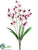 Dendrobium Orchid Bush - Cream Crimson - Pack of 12