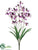 Dendrobium Orchid Bush - Lavender Violet - Pack of 12
