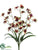 Mini Cattleya Orchid Bush - Brick Burgundy - Pack of 12