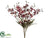 Oncidium Orchid Bush - Burgundy Cream - Pack of 12