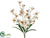 Cymbidium Orchid Bush - Cream Beauty - Pack of 12