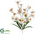 Cymbidium Orchid Bush - Cream Beauty - Pack of 12