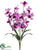 Cymbidium Orchid Bush - Purple - Pack of 12