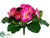 Primula Bush - Fuchsia - Pack of 24