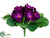Primula Bush - Violet - Pack of 24
