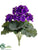 Primula Bush - Purple - Pack of 6
