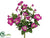 Petunia Bush - Violet - Pack of 12