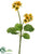 Primula Bush - Yellow - Pack of 12