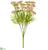 Queen Anne's Lace Bush - Pink - Pack of 6