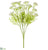 Queen Anne's Lace Bush - White - Pack of 6
