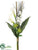Dendrobium Orchid, Calla Lily, Protea Bundle - White Green - Pack of 6