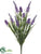 Starflower, Grass Bush - Lavender Green - Pack of 12