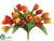 Rainbow Tulip Bush - Flame Two Tone - Pack of 12