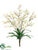 Tweedia Flower Bush - Cream White - Pack of 12
