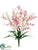 Tweedia Flower Bush - Pink Two Tone - Pack of 12