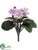 African Violet Bush - Lavender - Pack of 12