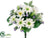Daisy, Anemone Bush - Cream Lavender - Pack of 12