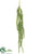 Amaranthus Hanging Bundle - Green - Pack of 12