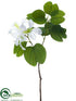 Silk Plants Direct Bauhinia Spray - White - Pack of 12