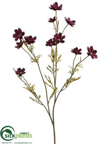 Cosmos Spray - Eggplant - Pack of 12