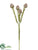 Leucadendron Spray - Brown - Pack of 12