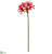 Nerine Lily Spray - Red - Pack of 12
