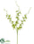 Dendrobium Orchid Spray - Green Cream - Pack of 12