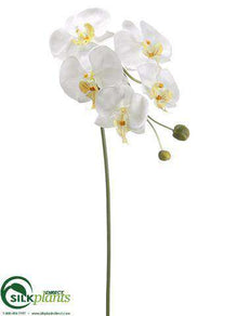 Phalaenopsis Orchid Spray - Cream Yellow - Pack of 12