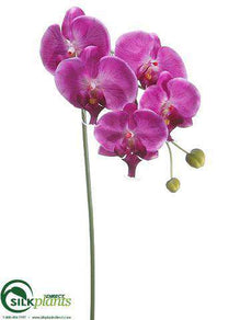 Phalaenopsis Orchid Spray - Violet Two Tone - Pack of 12