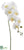 Phalaenopsis Orchid Spray - Cream Yellow - Pack of 12