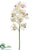 Cymbidium Orchid Spray - Ivory - Pack of 6