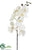 Phalaenopsis Orchid Spray - Cream White - Pack of 12