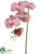 Phalaenopsis Orchid Spray - Cream Orchid - Pack of 12