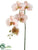 Phalaenopsis Orchid Spray - Peach Cream - Pack of 12