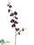 Mini Phalaenopsis Orchid Spray - Eggplant Two Tone - Pack of 12