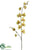 Mini Phalaenopsis Orchid Spray - Green Burgundy - Pack of 12